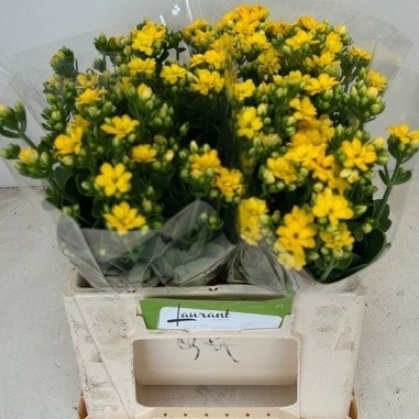 Kal Blazi Yel Meadow 41cm
