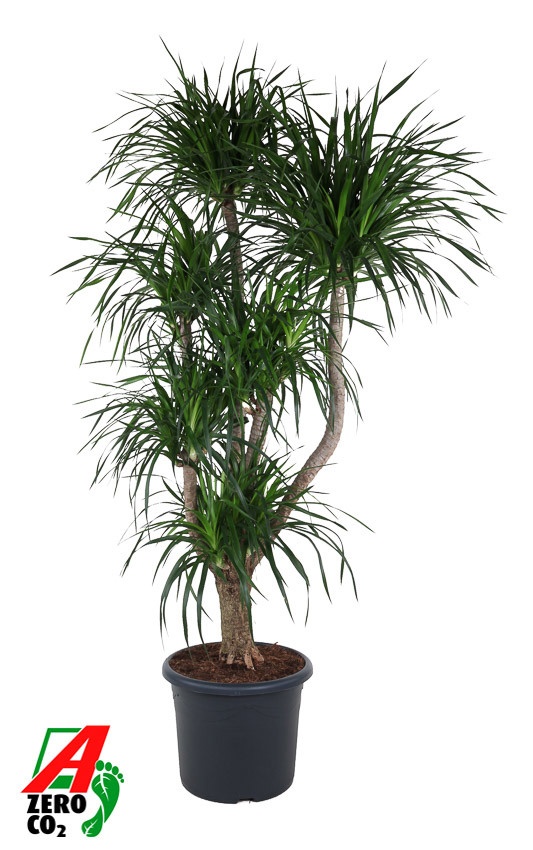 Dracaena Angustifolia vertakt