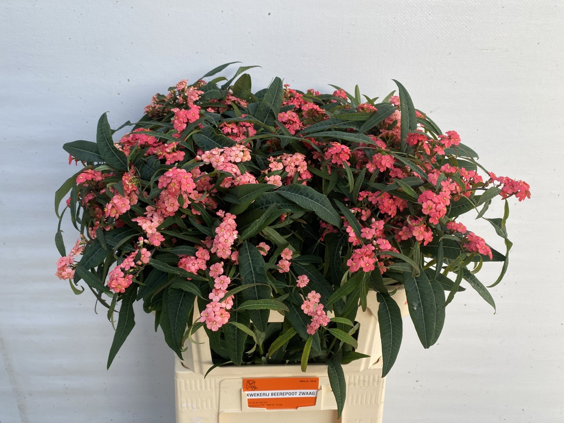 Euphorbia Spray Pink Baron 80cm