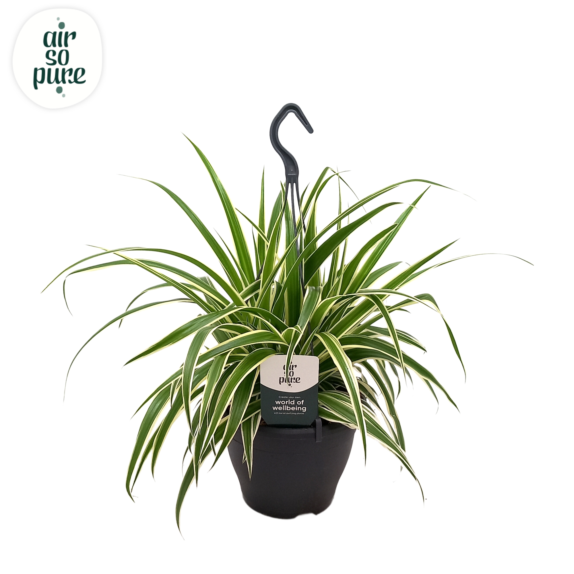 Picture of Chlorophytum Com Vittatum Air So Pure® P19 60CM