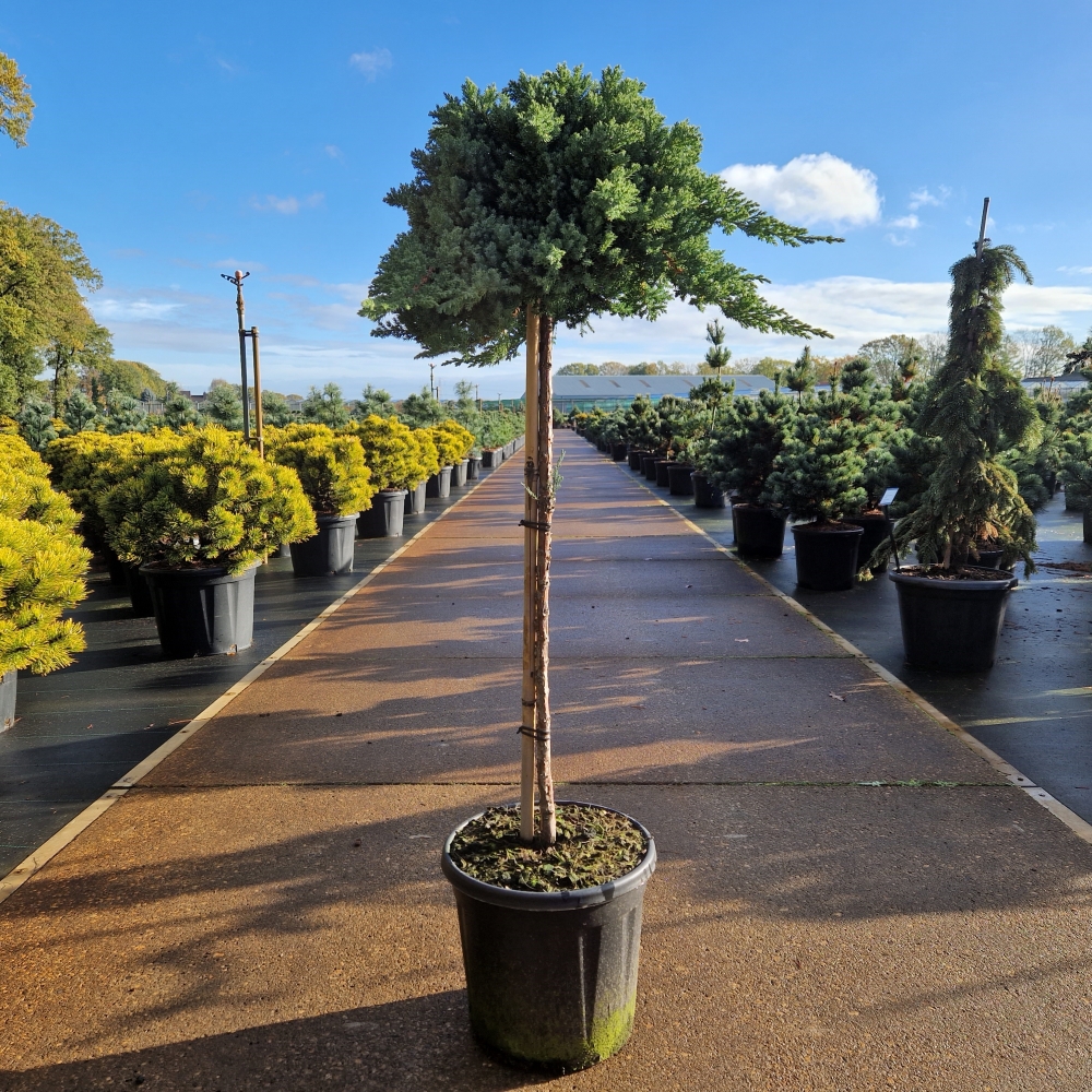 Picture of Juniperus procumbens Nana C15 80/STD