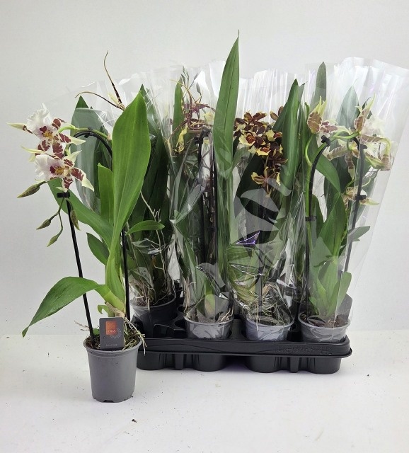 Orchideeen Gem 9P 45H 1TAK