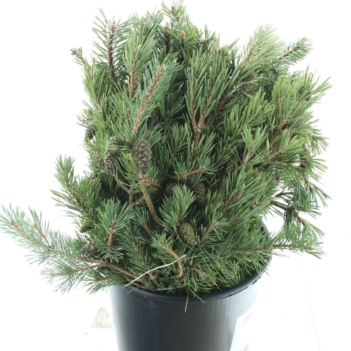 Pinus Mugo Var Mughu 50cm