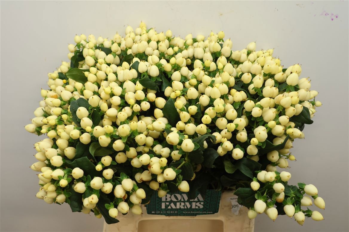 Hypericum White Prince 40cm