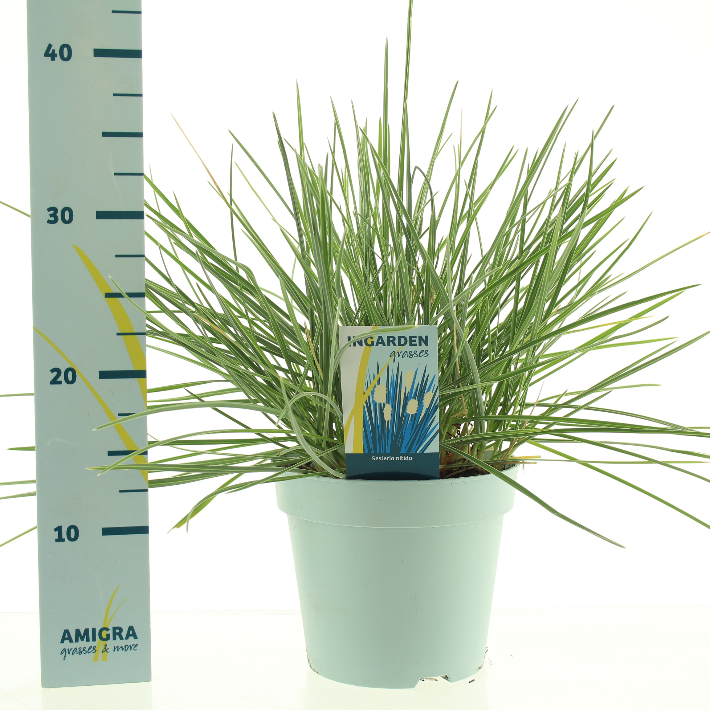 Picture of Sesleria nitida P17 (2 Ltr)