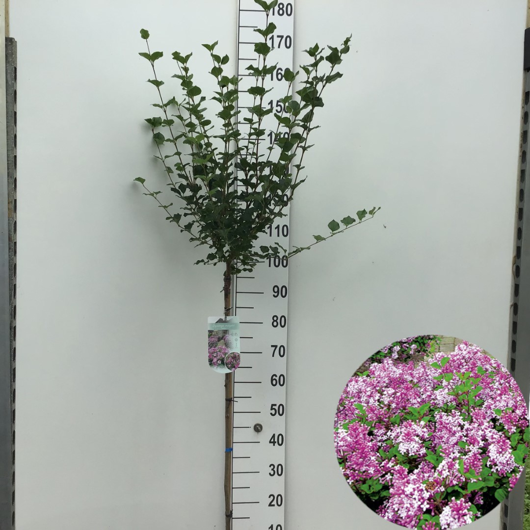 Picture of Syringa meyeri Palibin P26 (7.5 Ltr) 90/STD