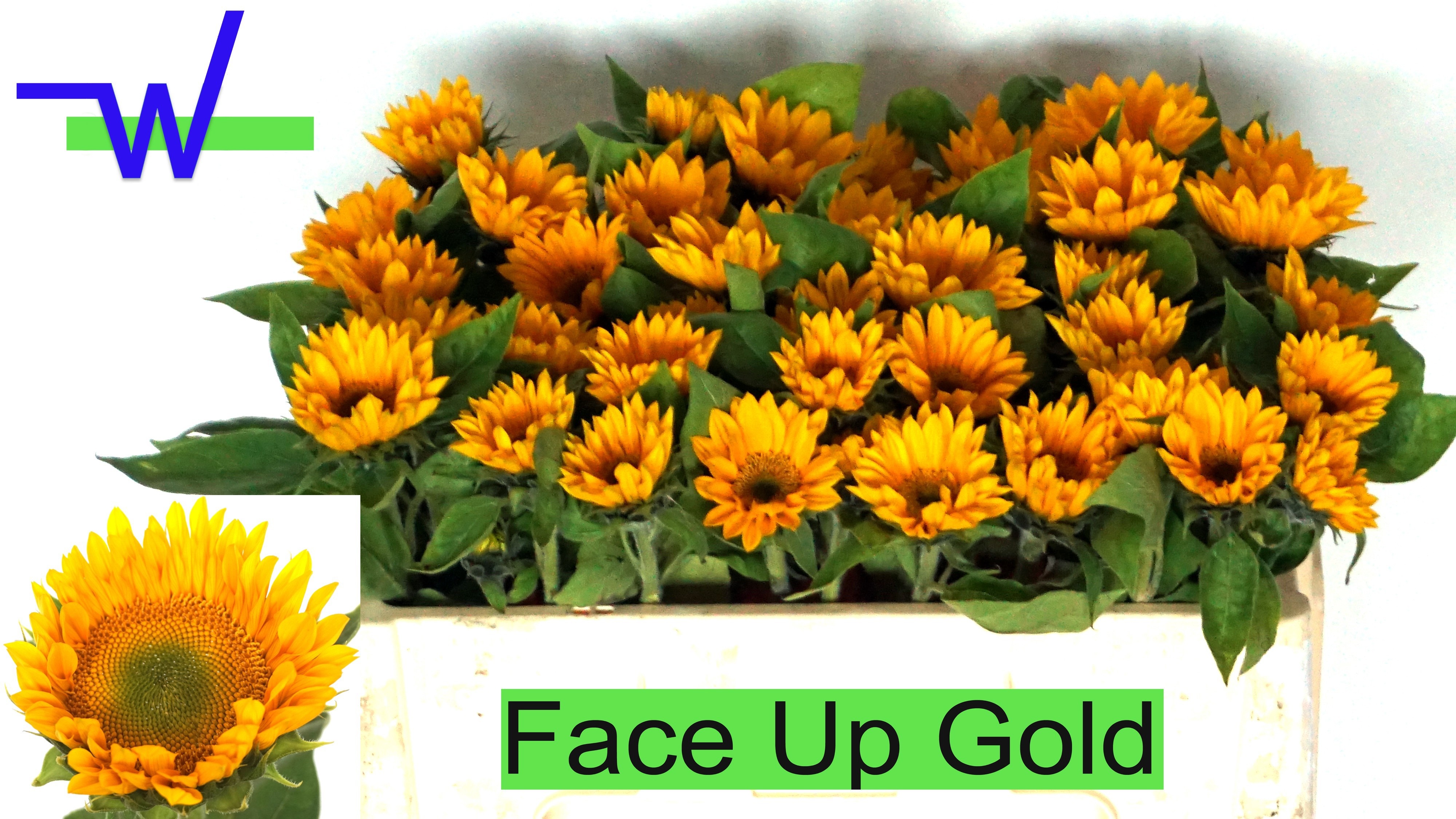 Heli Sunri Up Gold 45cm