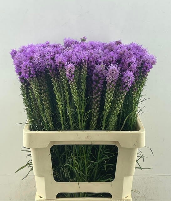 Liatris Spicata