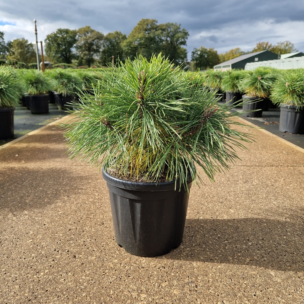 Picture of Pinus nigra Brepo C8 25/30 (LOOSE)