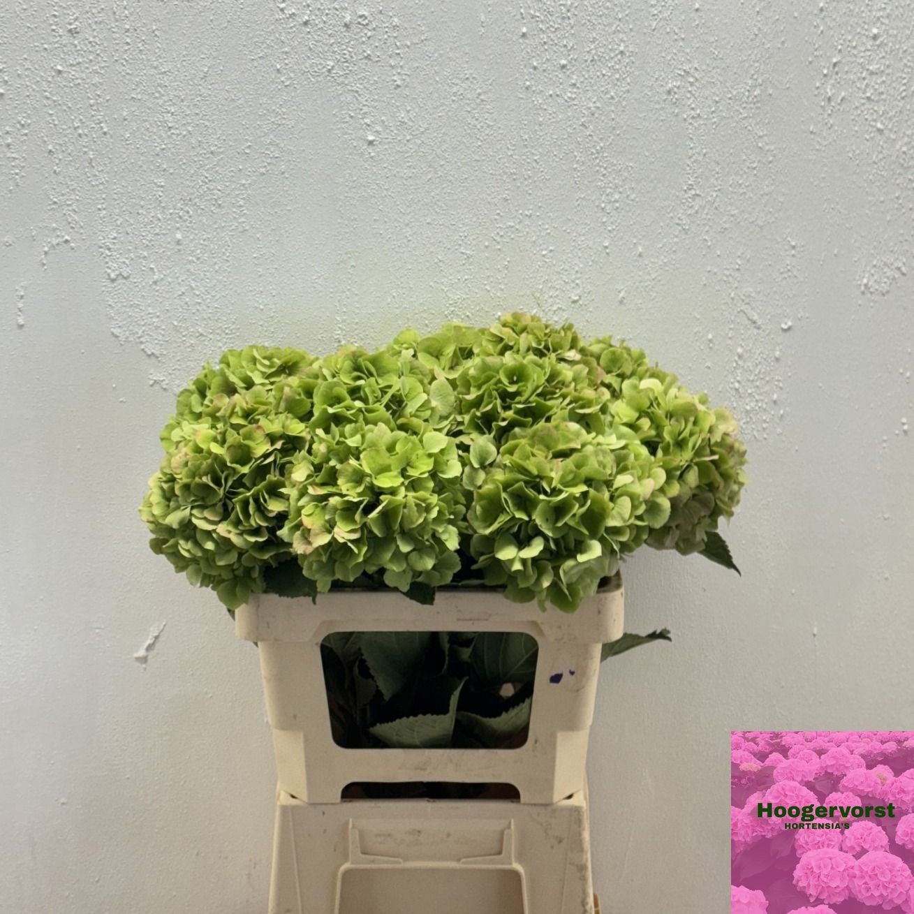 Hydrangea Verena Classic Pink 60cm 16Ø