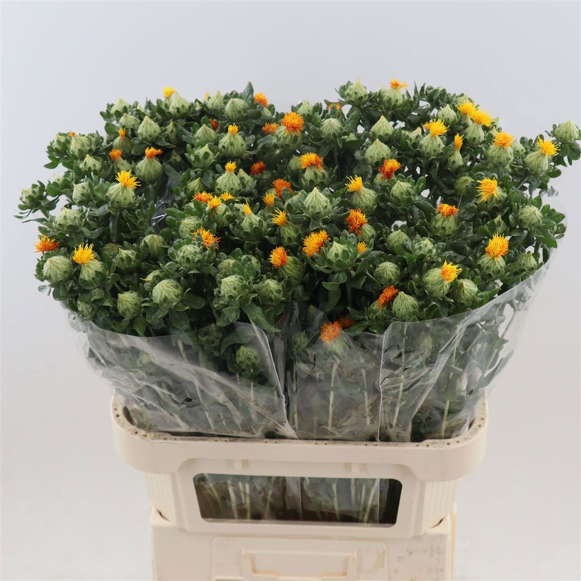 Carthamus Decogroen 80cm