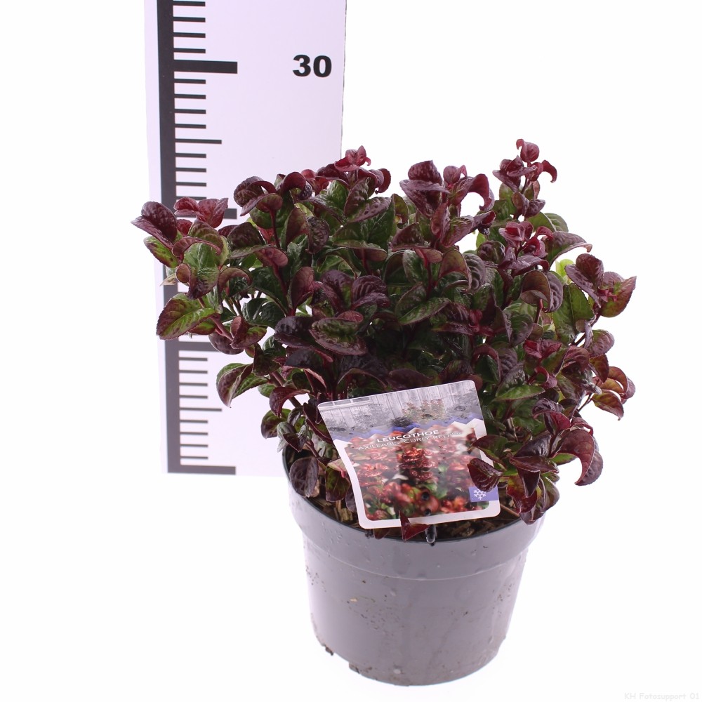 Picture of Leucothoe axillaris Curly Red P17 (2 Ltr)