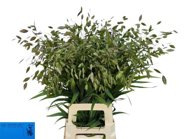 Chasmanthium Latifol