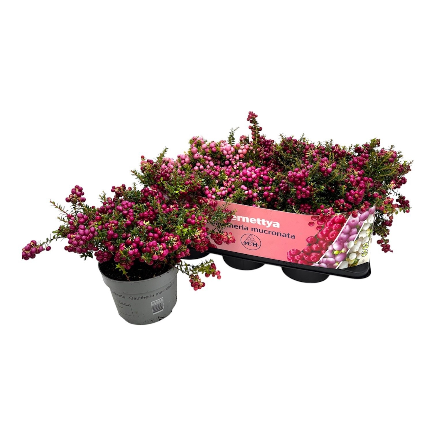 Gaulth Mucronata 17P 25H