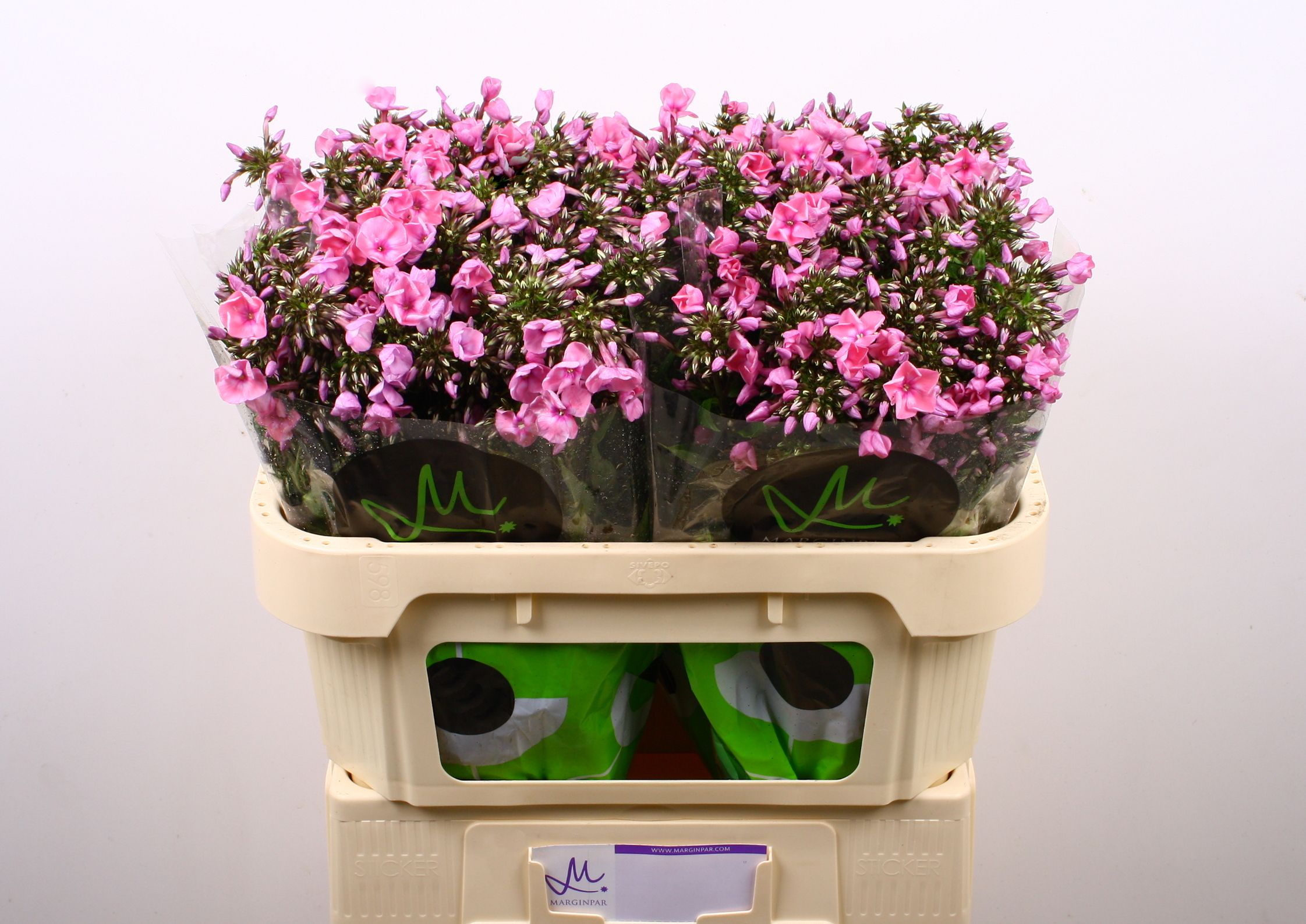 Phlox P Pink Eyes 70cm