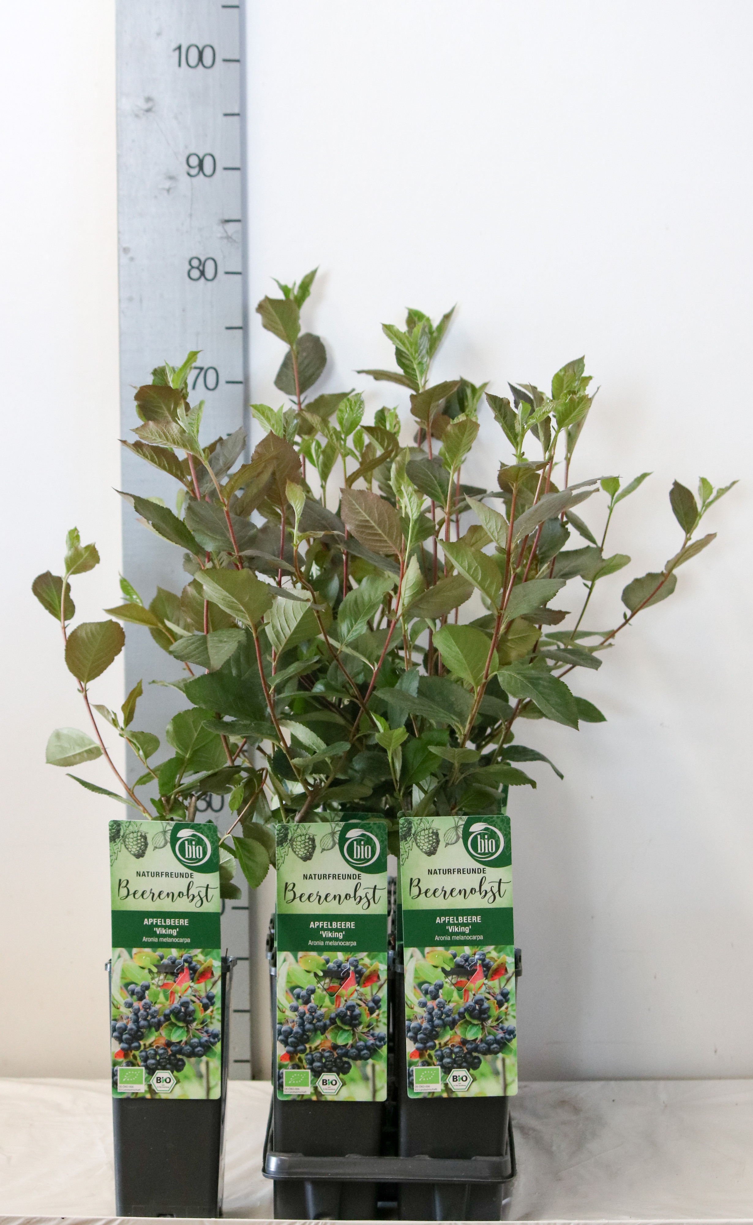 Aronia melanocarpa bio