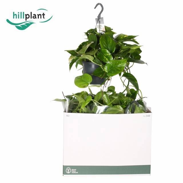 Epipr Aureum Hang 17Ø