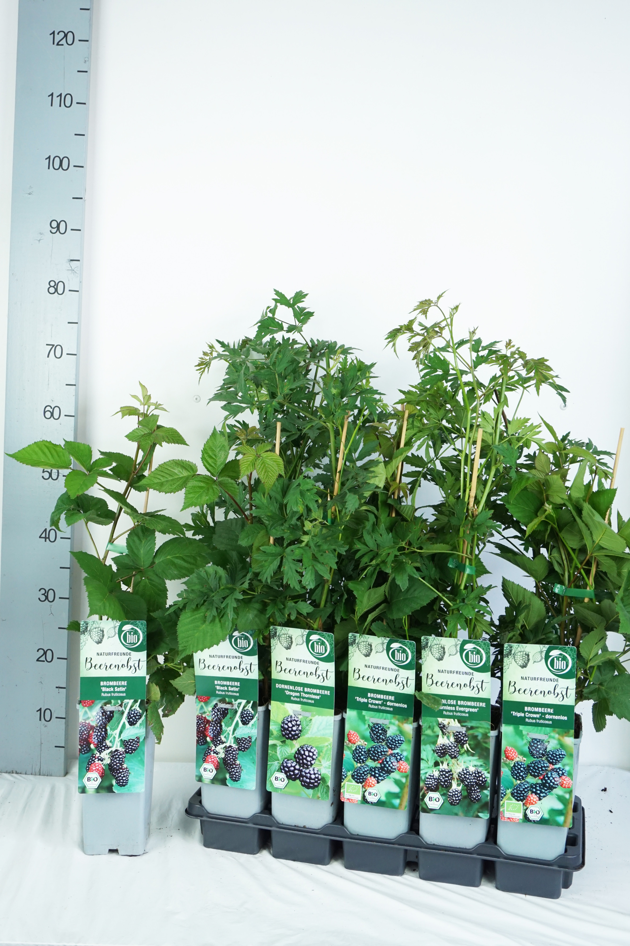 Rubus BIO Rubus fruticosus in varieties DE-ÖKO-006