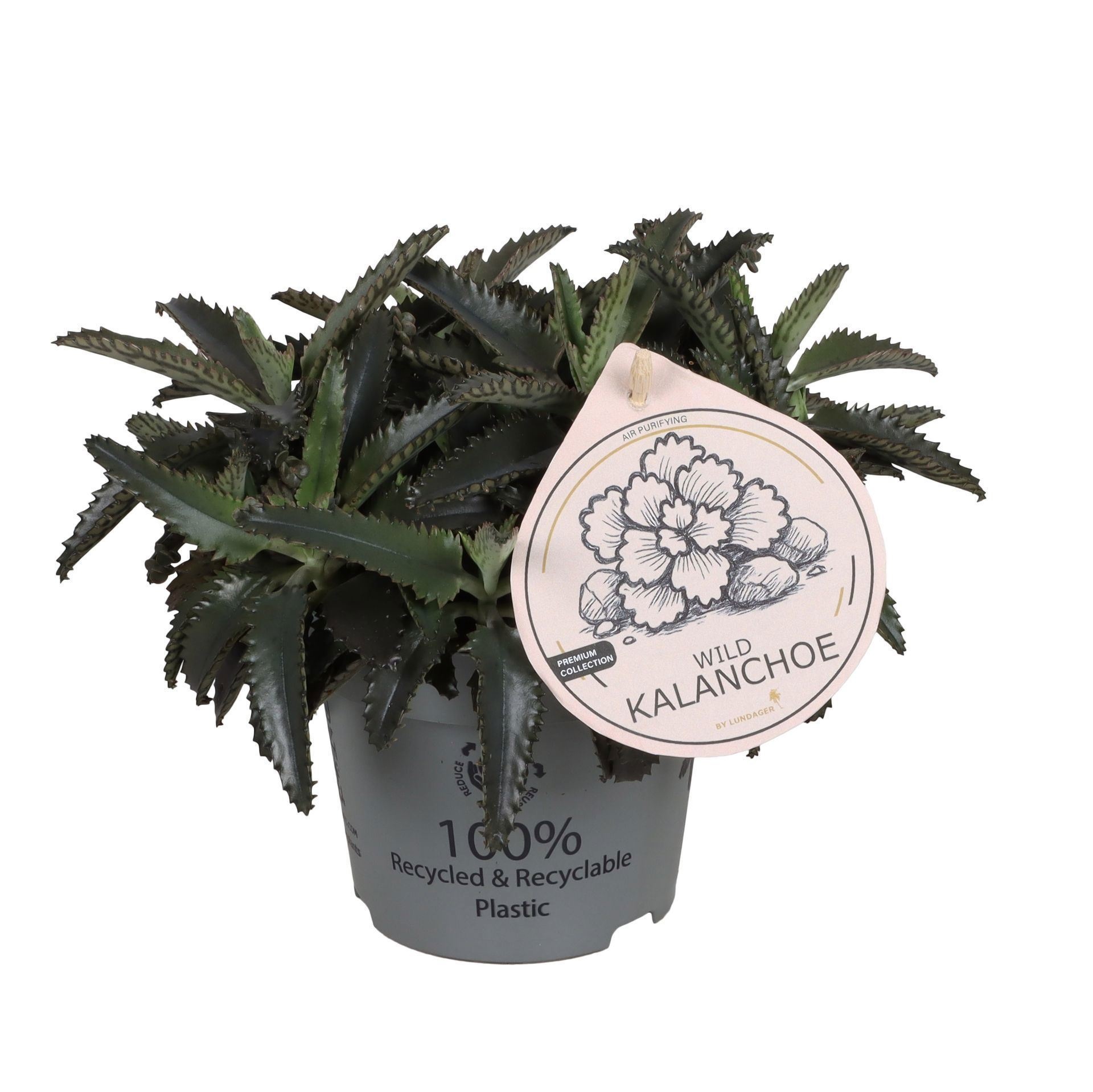 Kalanchoe Alligator