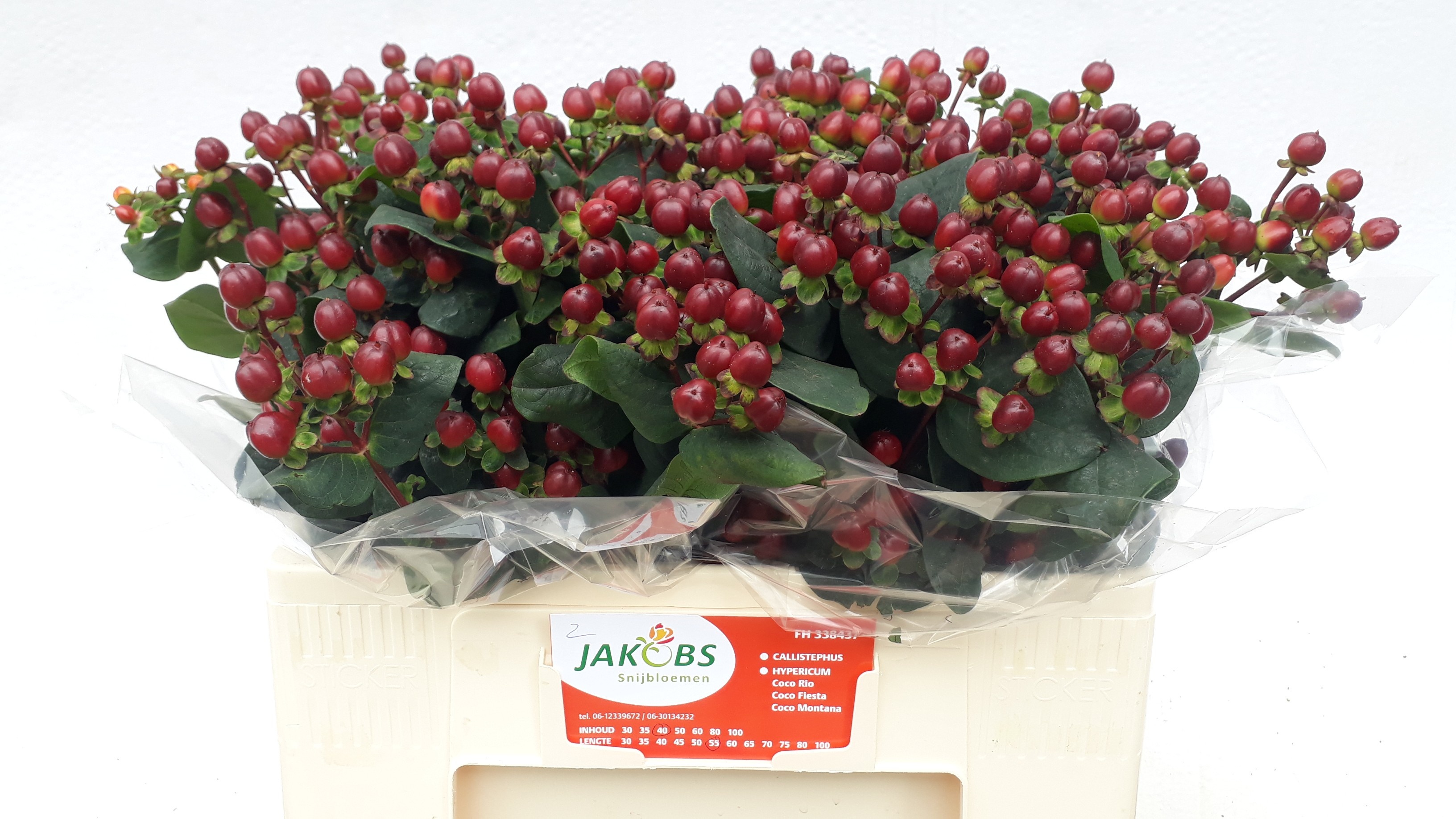 Hypericum Montana 50cm