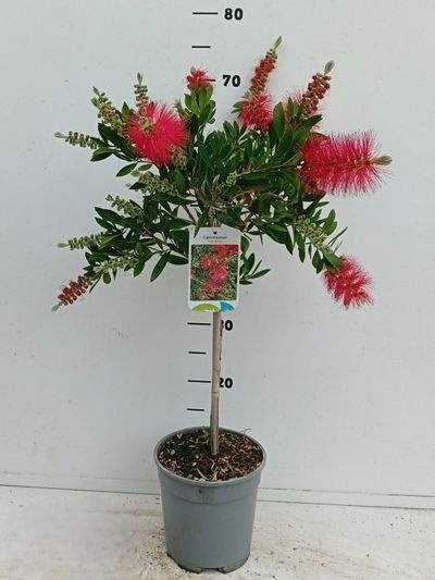 Callistemon citrinus 'Splendens'