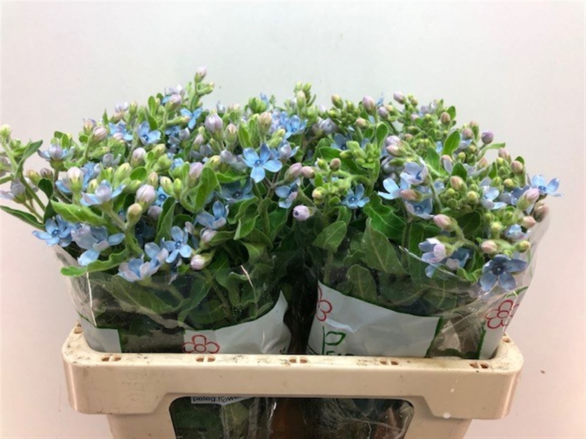 Oxypetalum Coeruleum 50cm