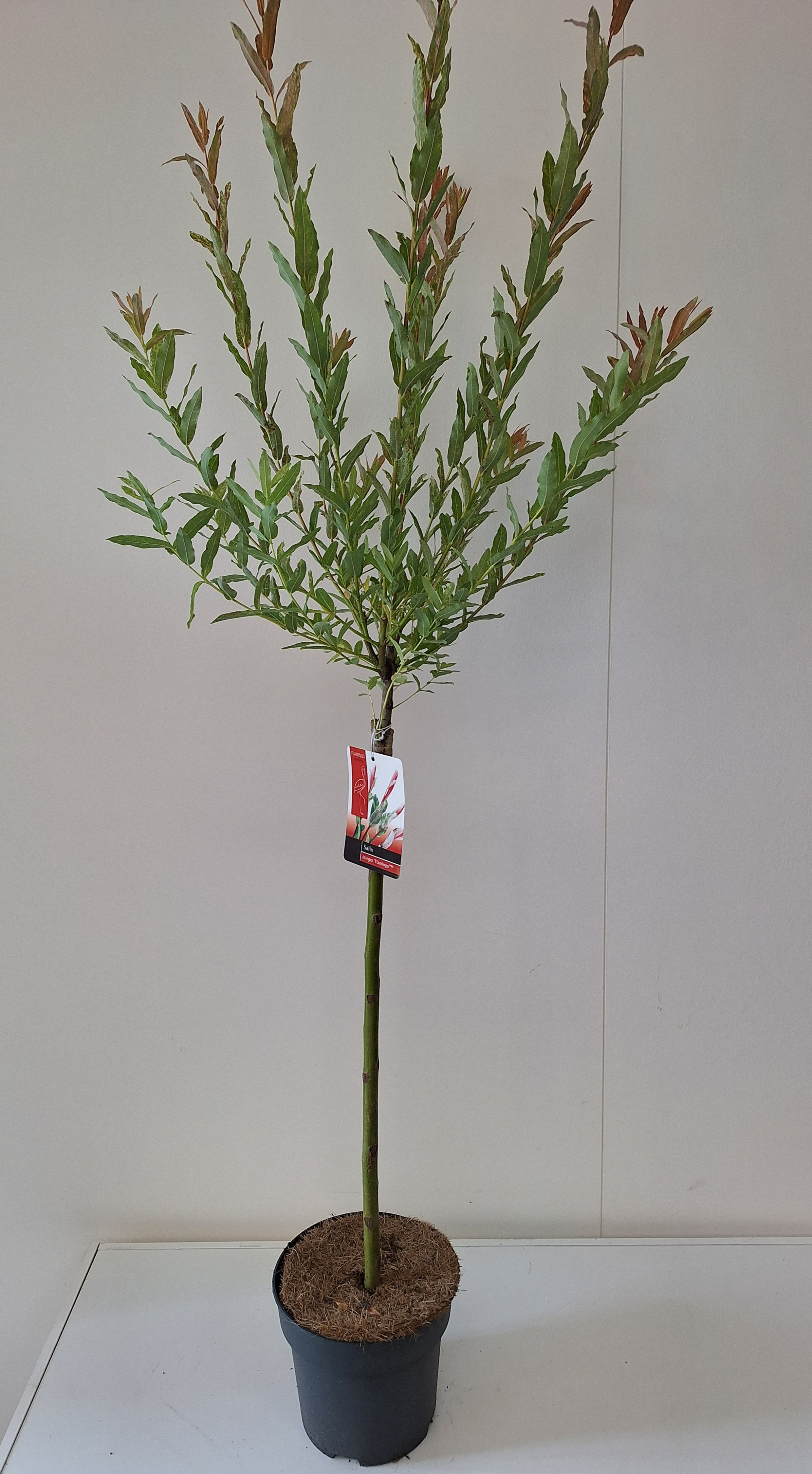 Picture of Salix integra Flamingo P19 (3 Ltr) 60/STD