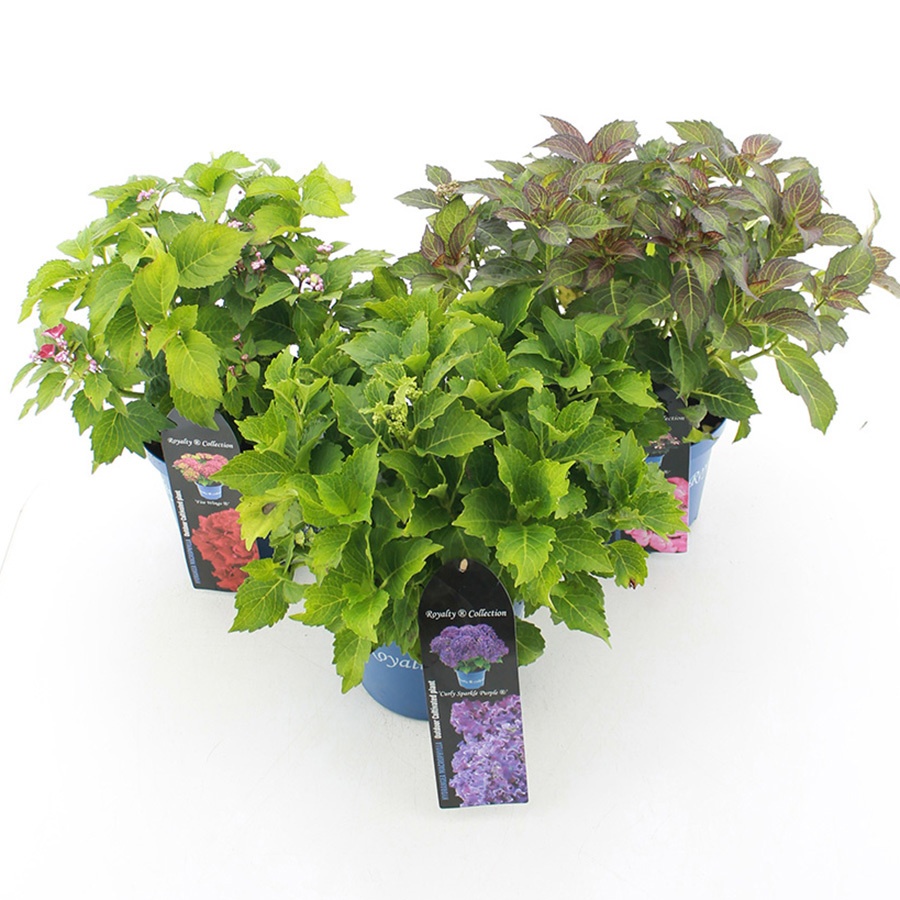 Hydrangea Macr. Royalty Collection® Mix C3.5 (20cm