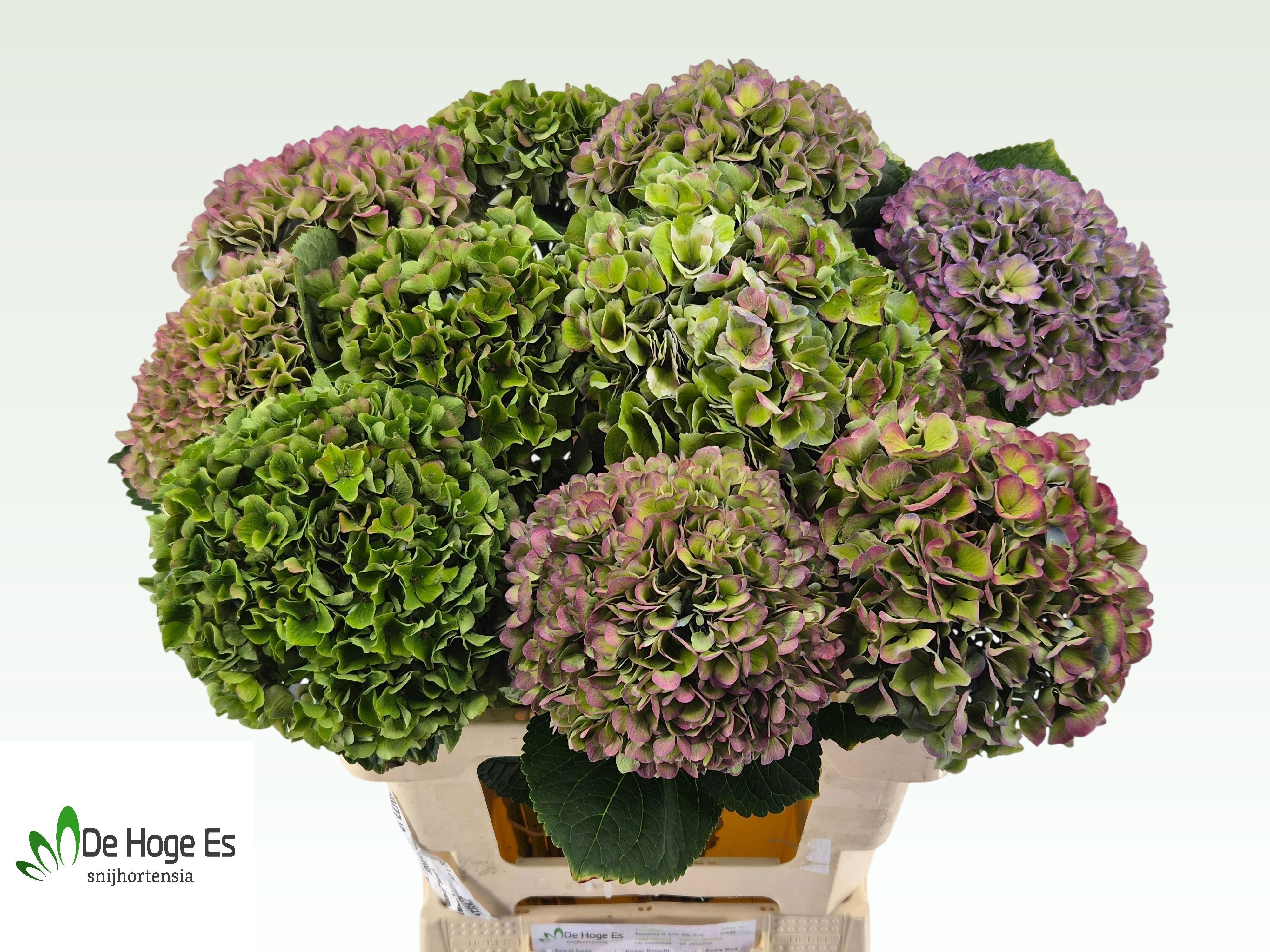 Hydrangea Glowing Alps Classic Purple 60cm 20Ø