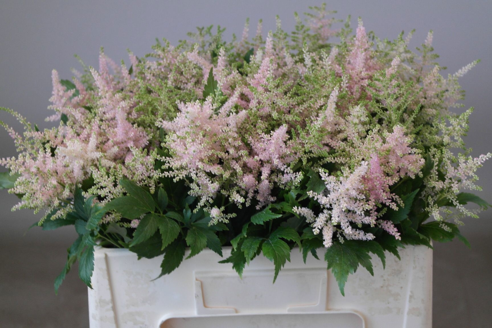 Astilbe Europa 50cm