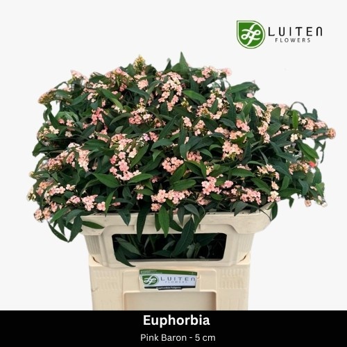 Euphorbia Spray Pink Baron 70cm