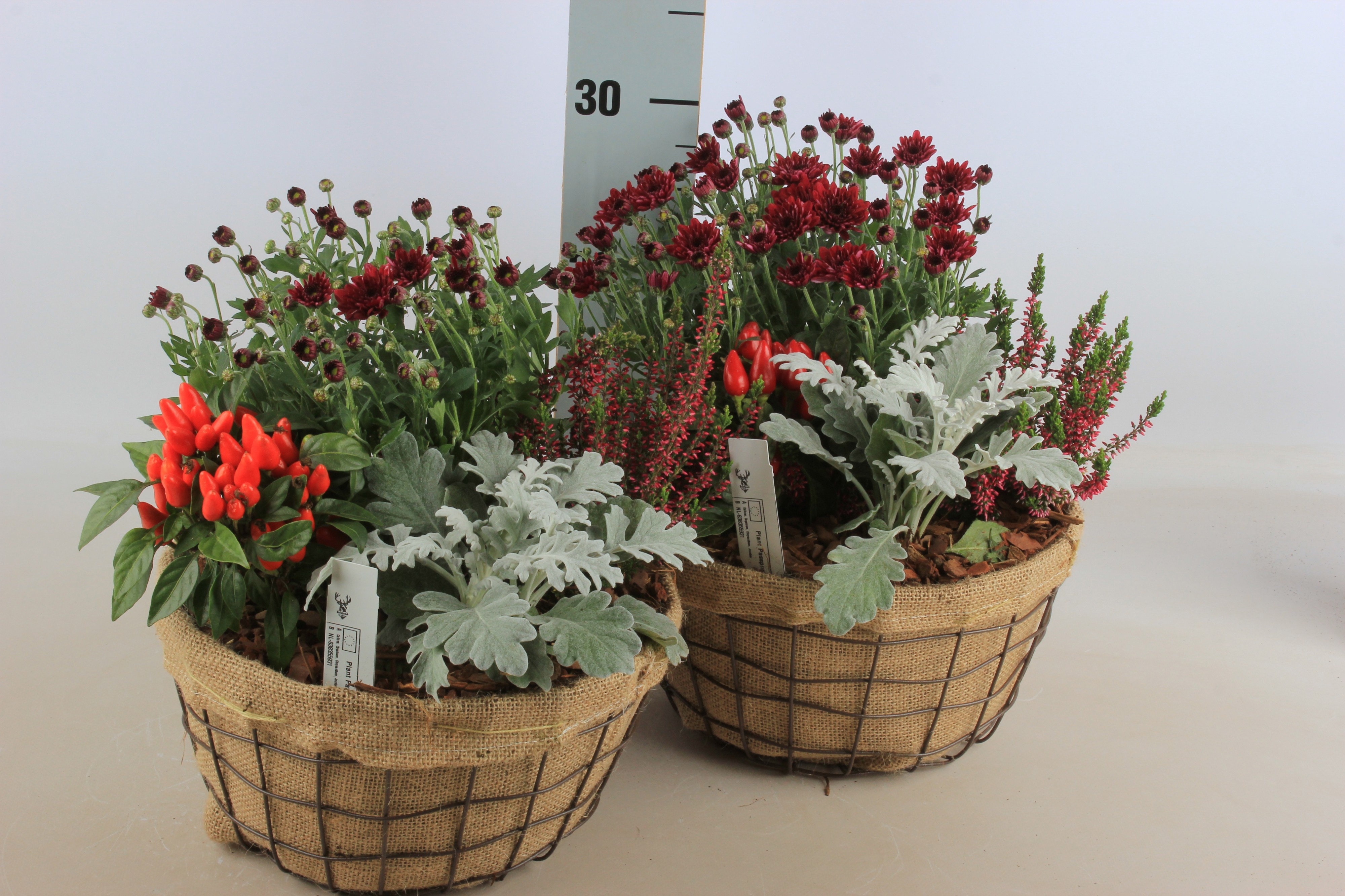 Arr Tuinplanten 25P 30cm 12bloei