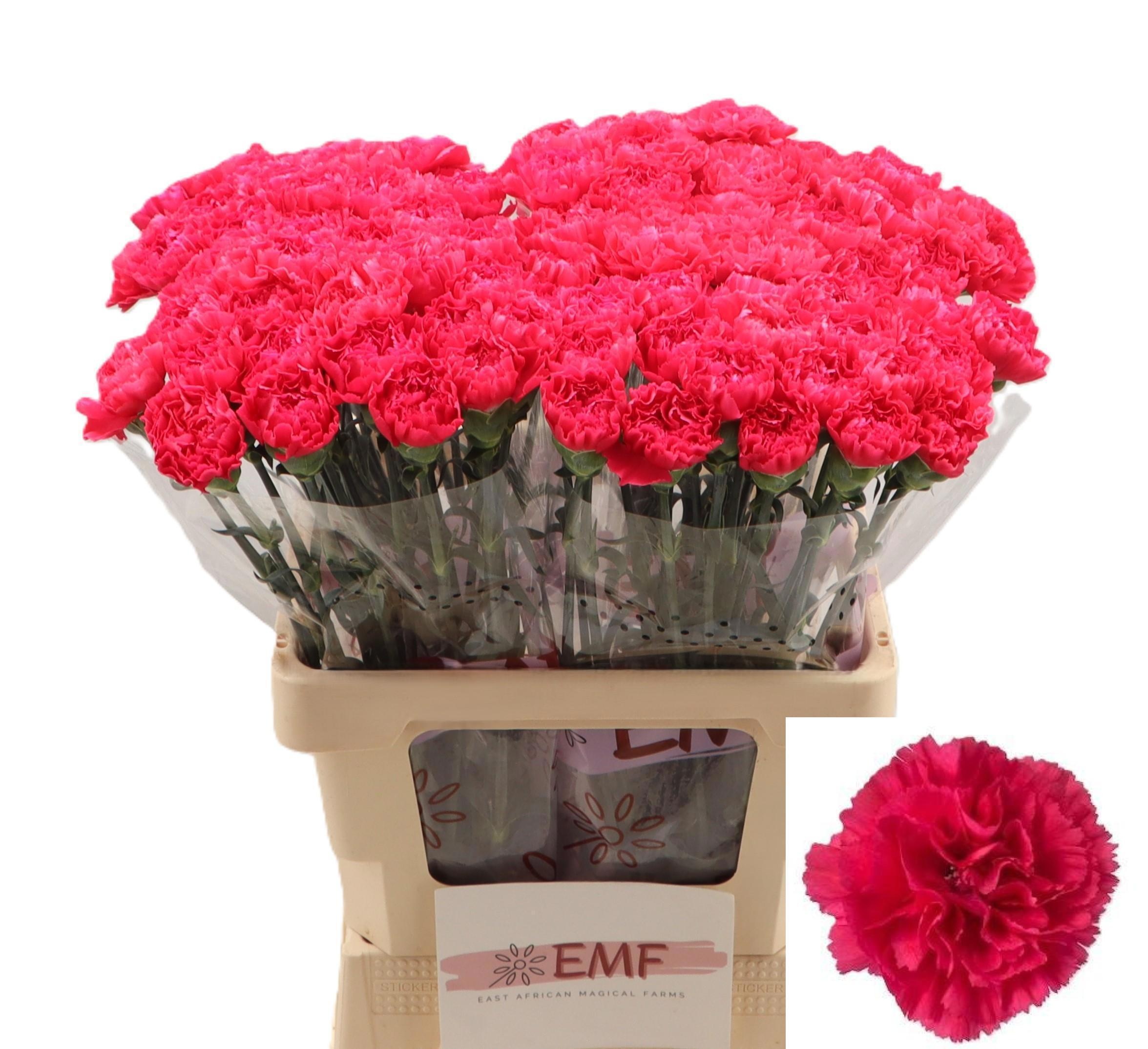 Dianthus St Cervantes 60cm
