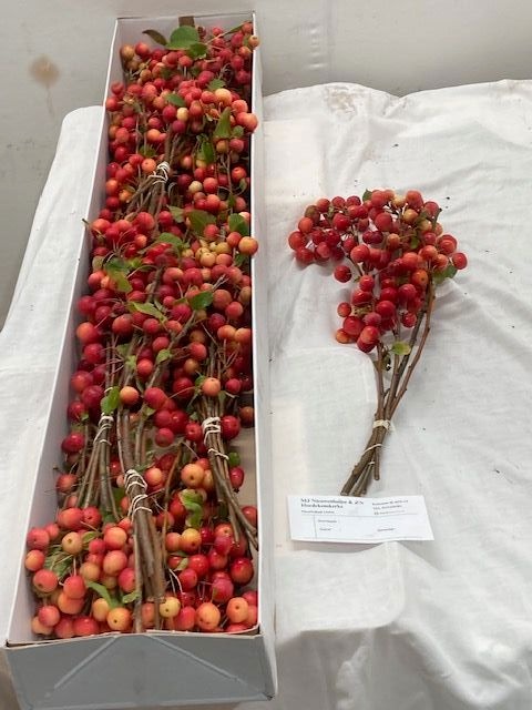 Malus Red Sentinel