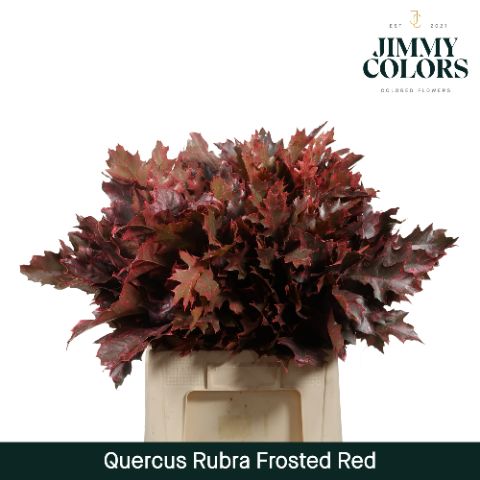 Quercus Rubra L60 Frosted Red