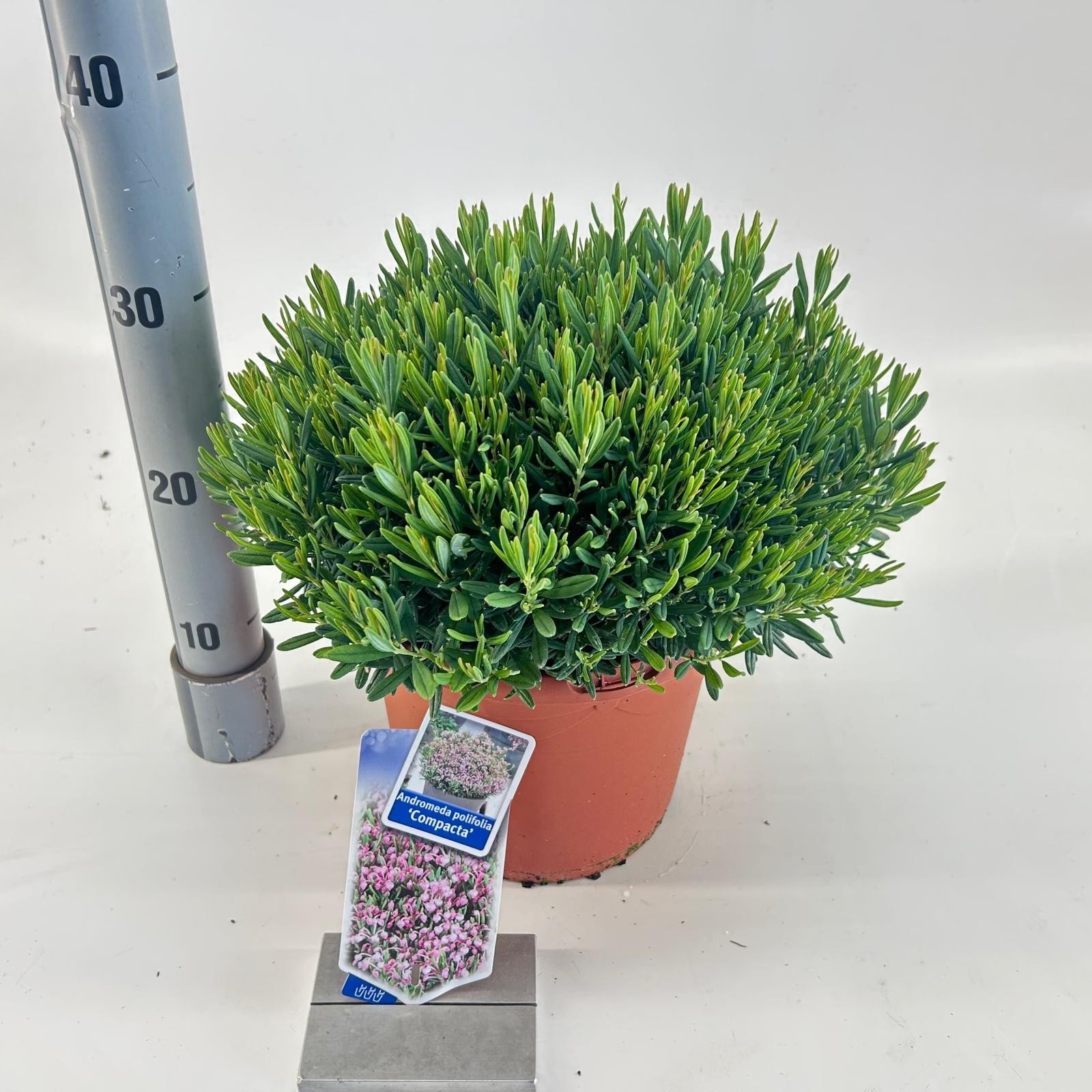 Picture of Andromeda polifolia 'Compacta'