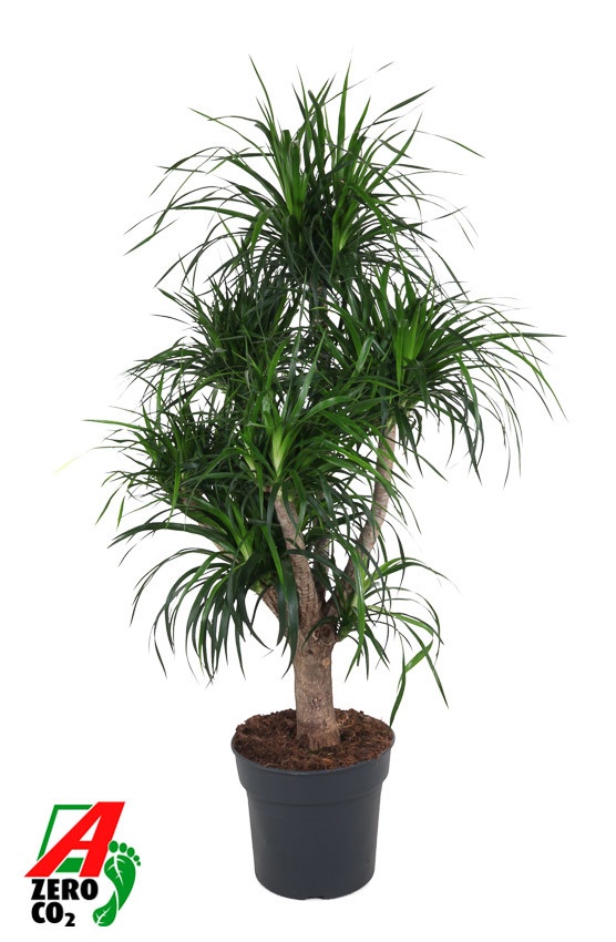 Dracaena Angustifolia vertakt