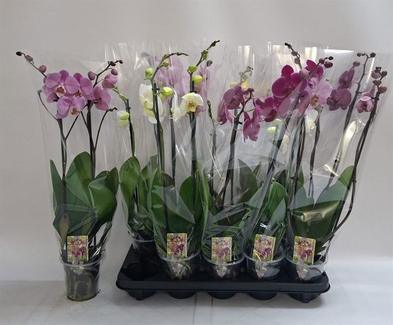 Phalaenopsis Asst 12Ø 60cm