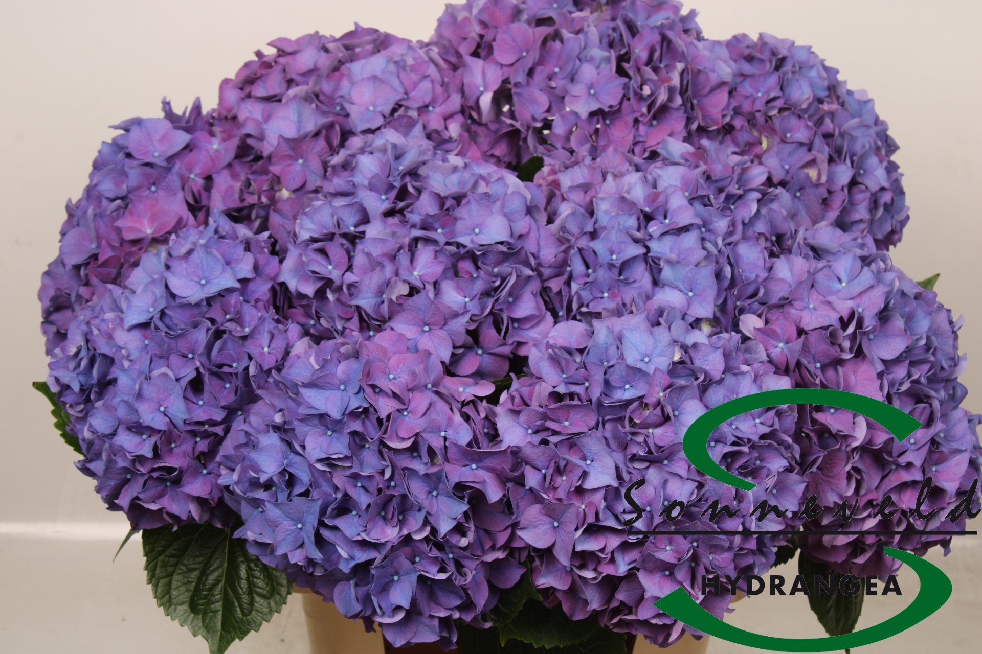 Hydrangea Rodeo Purple 70cm 22Ø