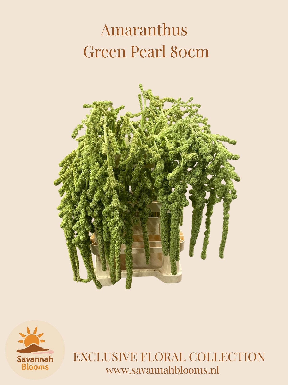 Amar Ca Green Pearls 80L.cm