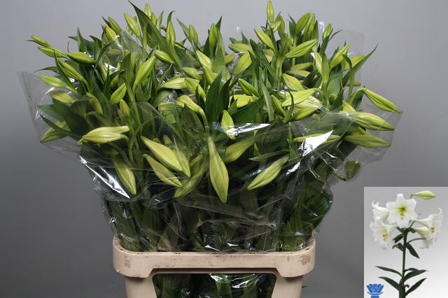 Lilium Lo White Heaven 90cm 2/4bl