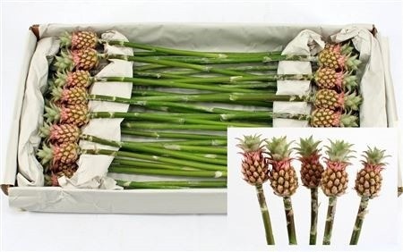 Ananas Pax 45cm
