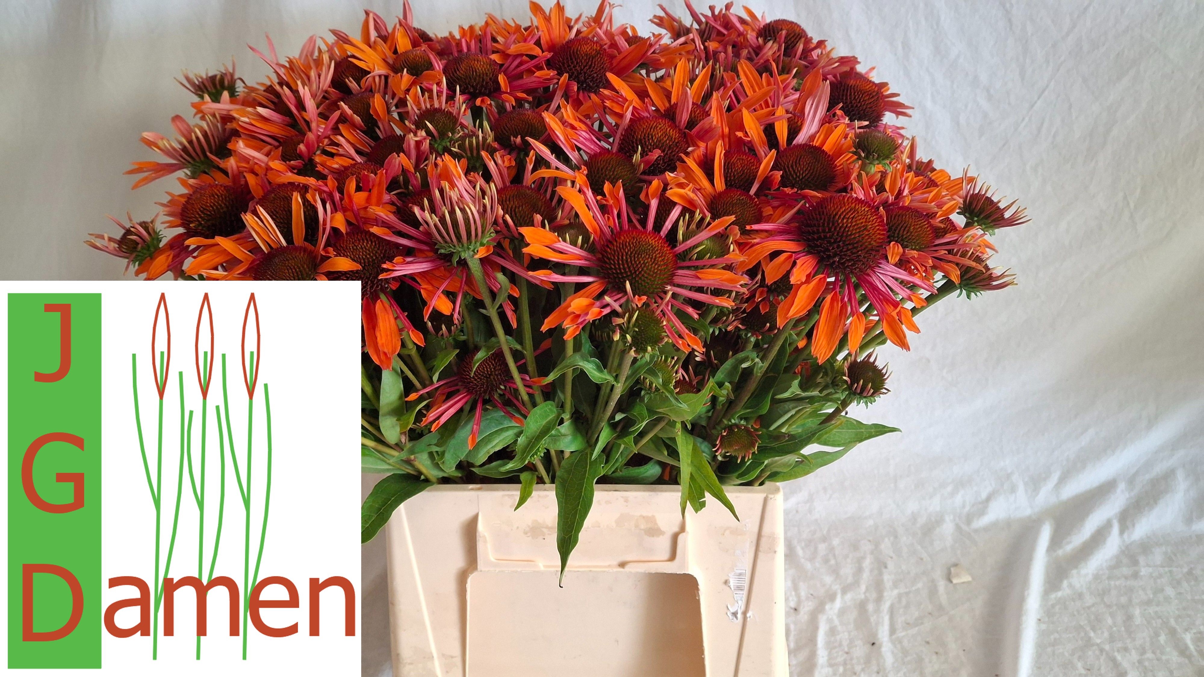 Echi Orange Passion 50cm