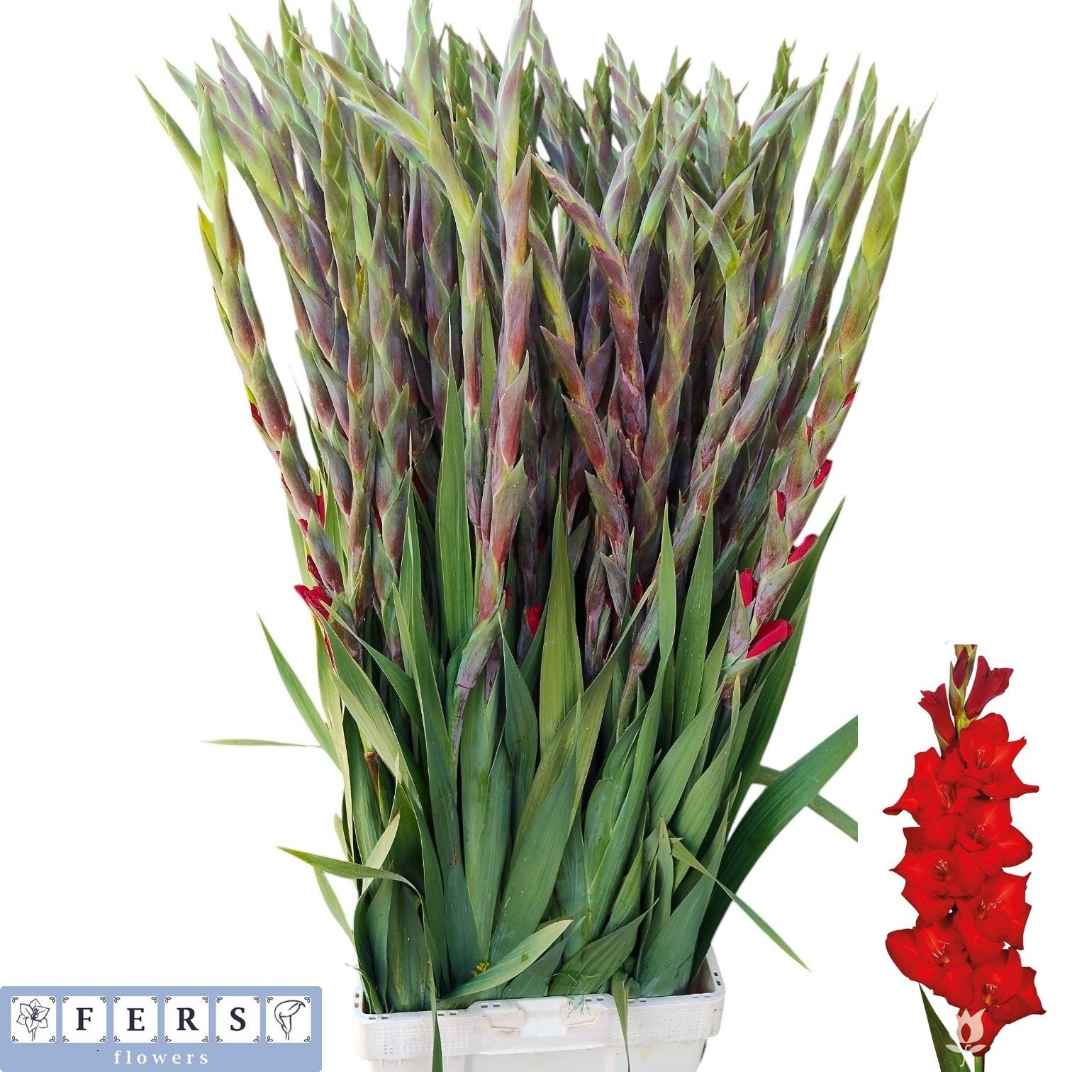 Gladiolus Red Balance 120cm 210gram