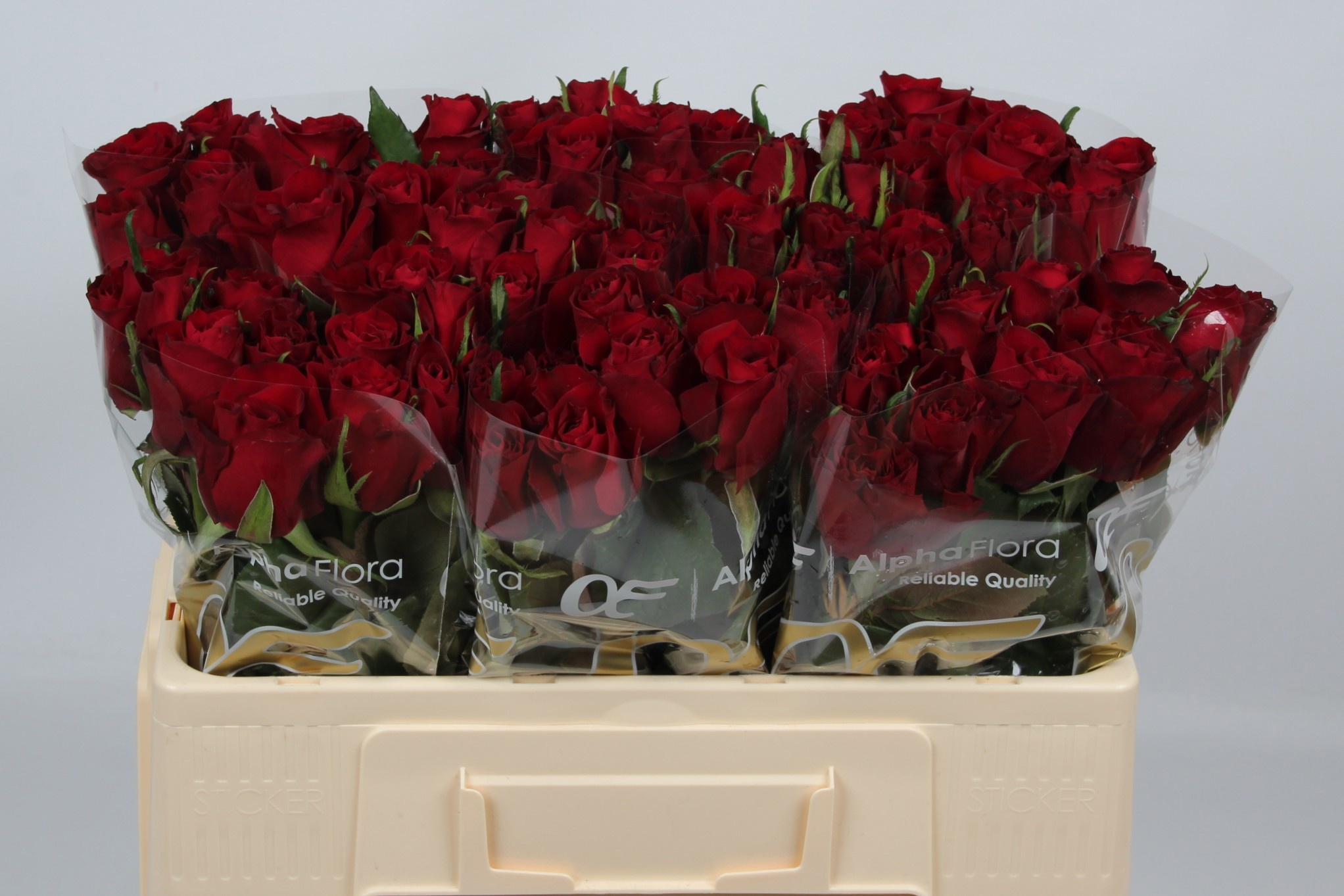Rosa Ever Red 50cm