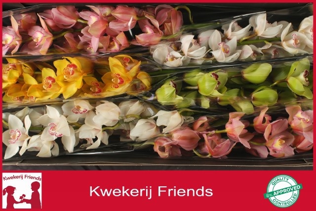 Cymbidium Asst 13bl
