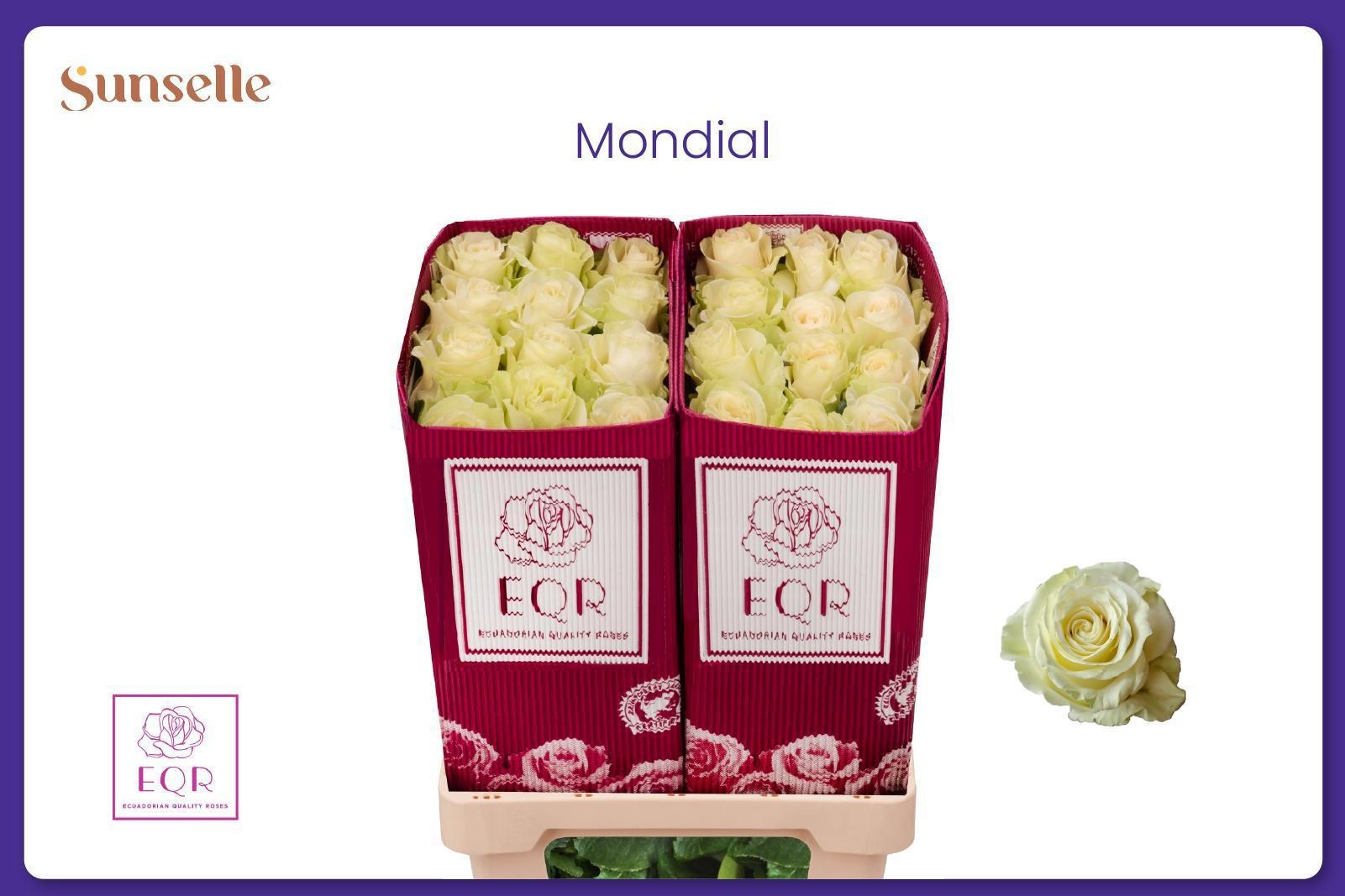 R Gr Mondial