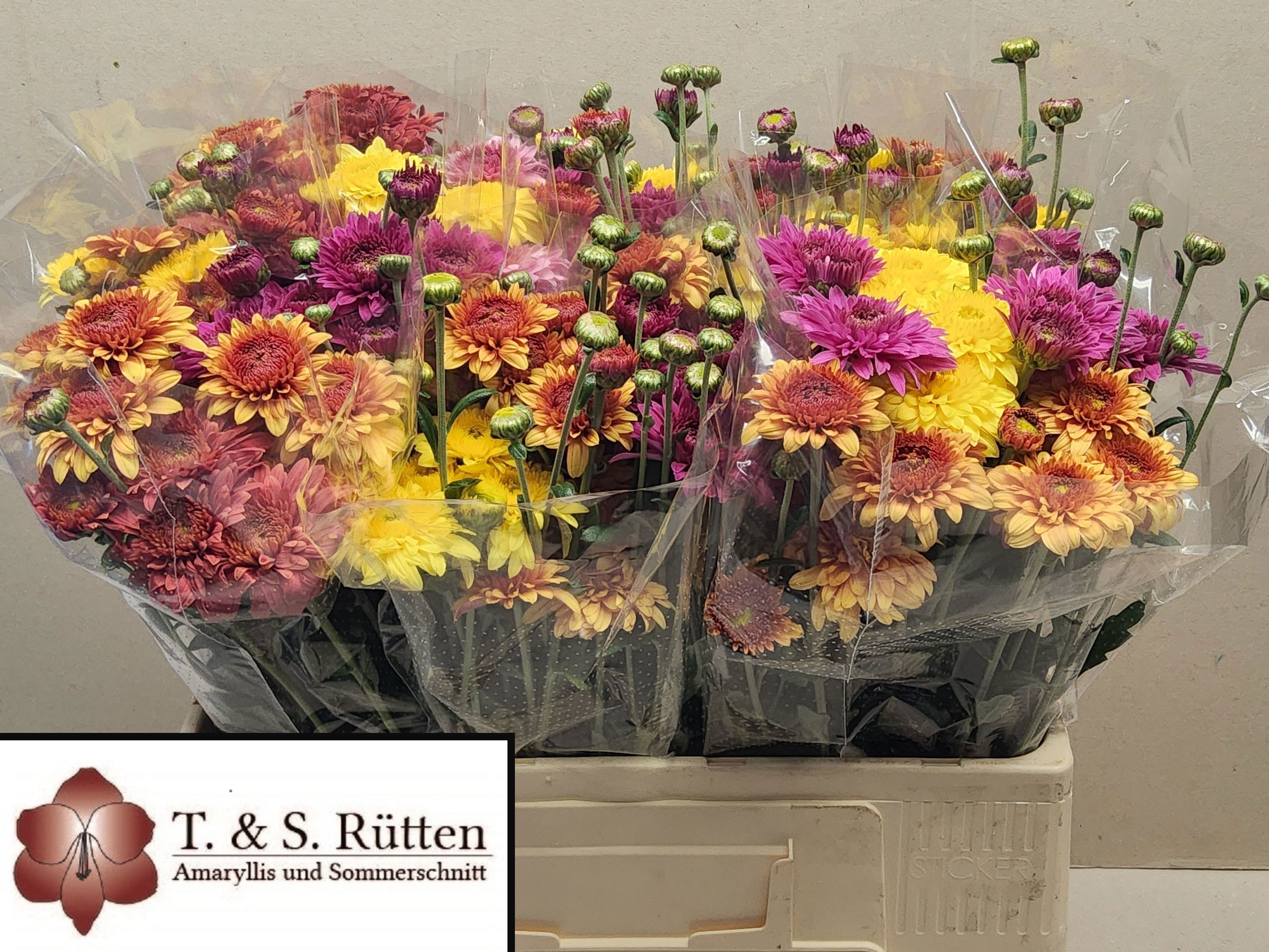 Chrysant Tbs Mixed 250gram