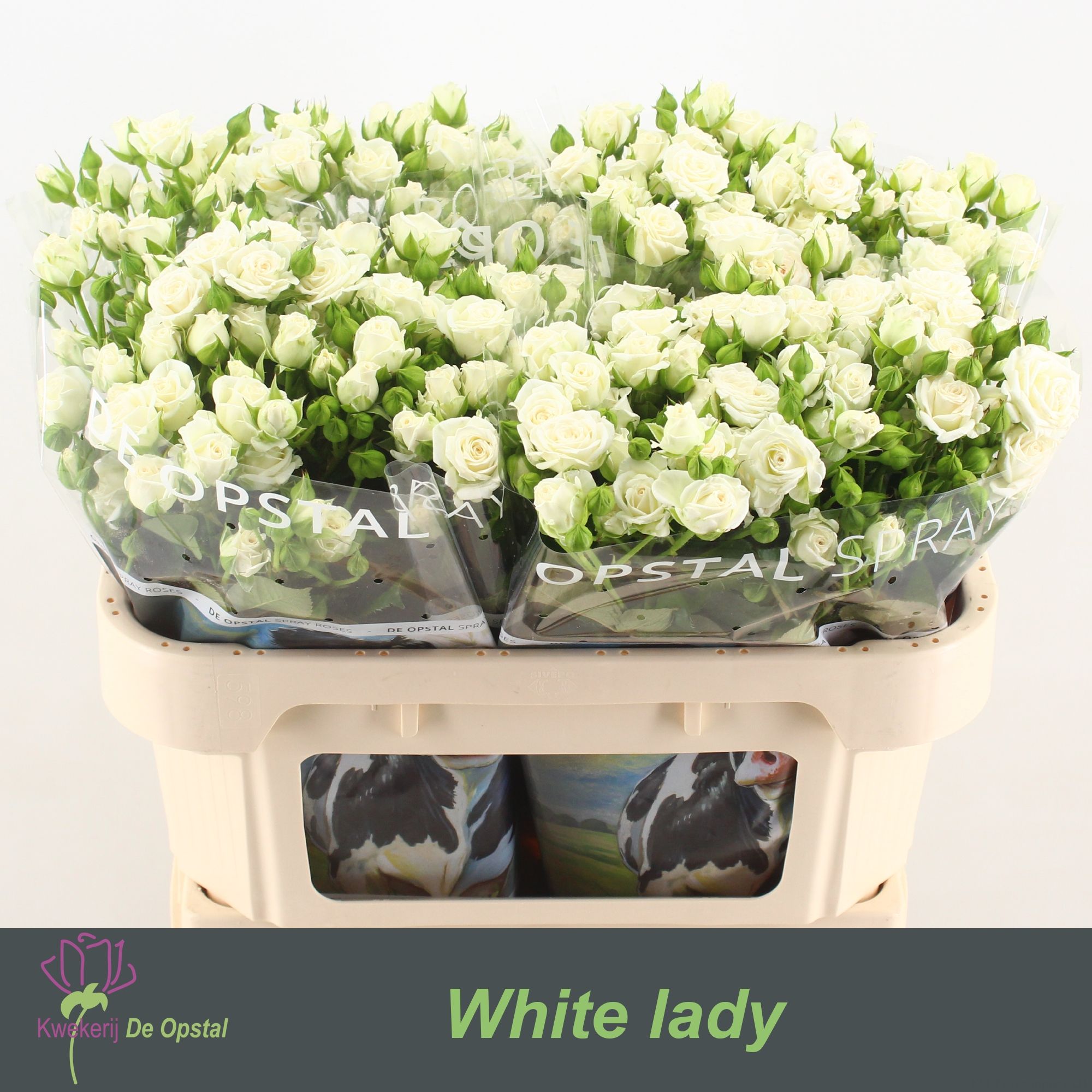 Rosa Spr White Lady 70cm