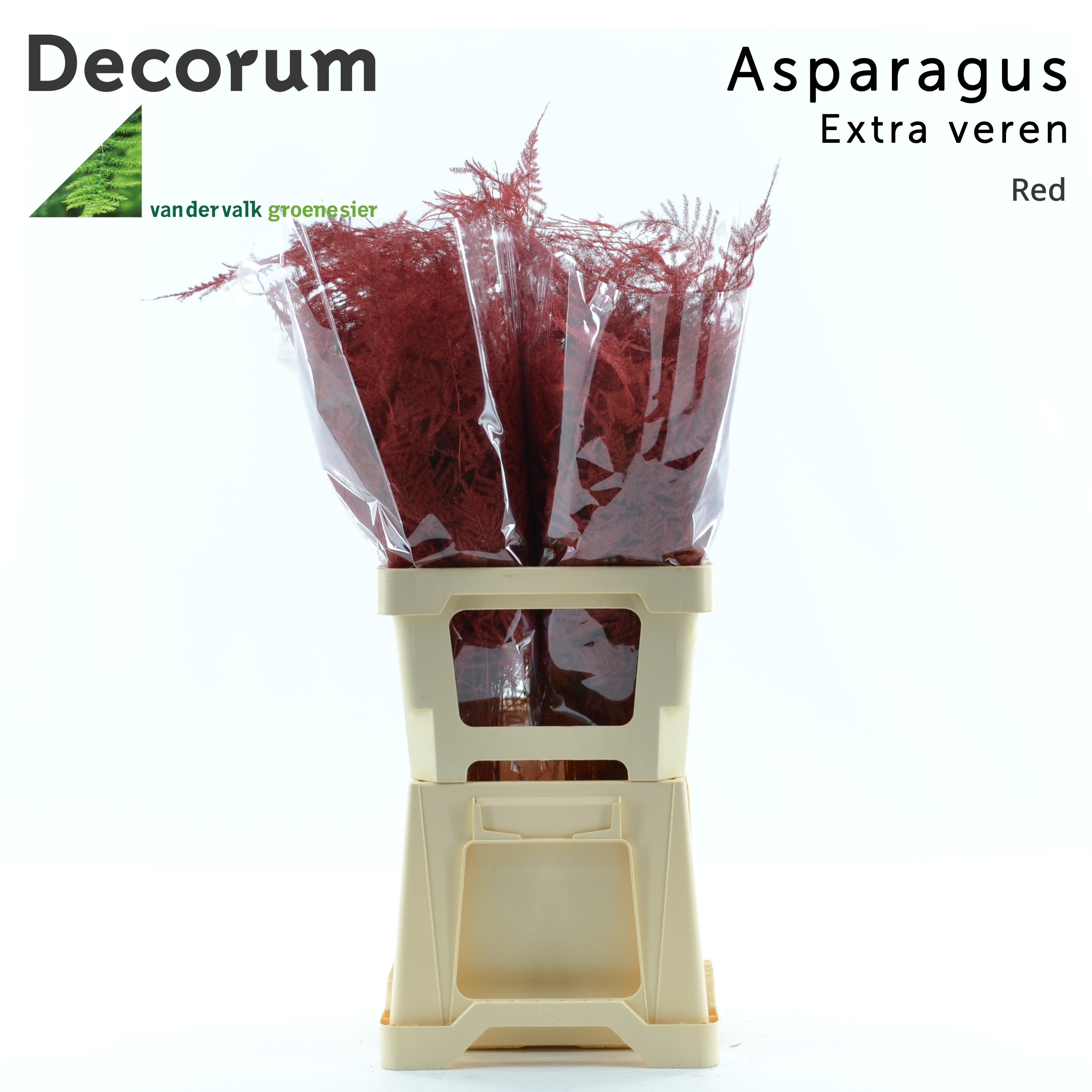 Asparagus Painted 60cm